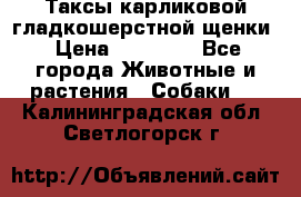 Таксы карликовой гладкошерстной щенки › Цена ­ 20 000 - Все города Животные и растения » Собаки   . Калининградская обл.,Светлогорск г.